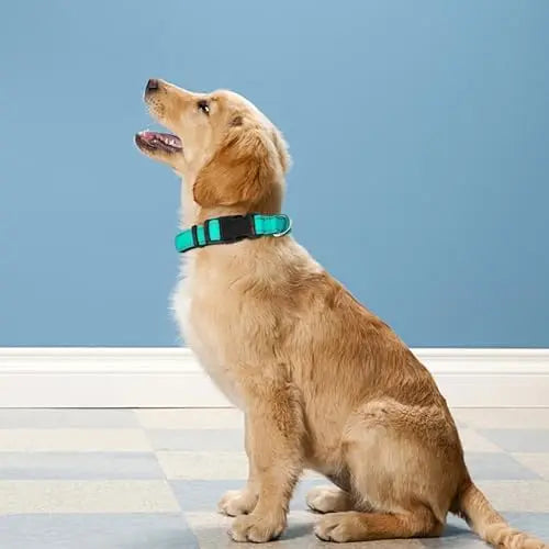 Reflective Adjustable Dog Collar for Medium Dogs - side view