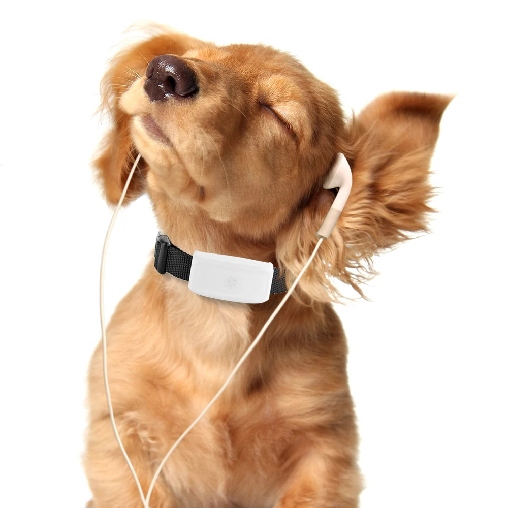 Mini Waterproof GPS Tracker for Dogs and Cats (Free App) - from above