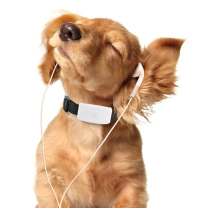Mini Waterproof GPS Tracker for Dogs and Cats (Free App) - from above