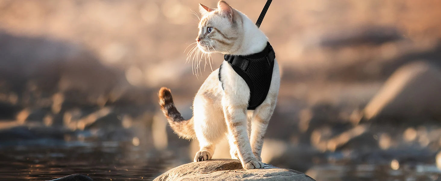 Escape Proof Cat Harness and Leash Set - from above