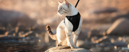 Escape Proof Cat Harness and Leash Set - from above