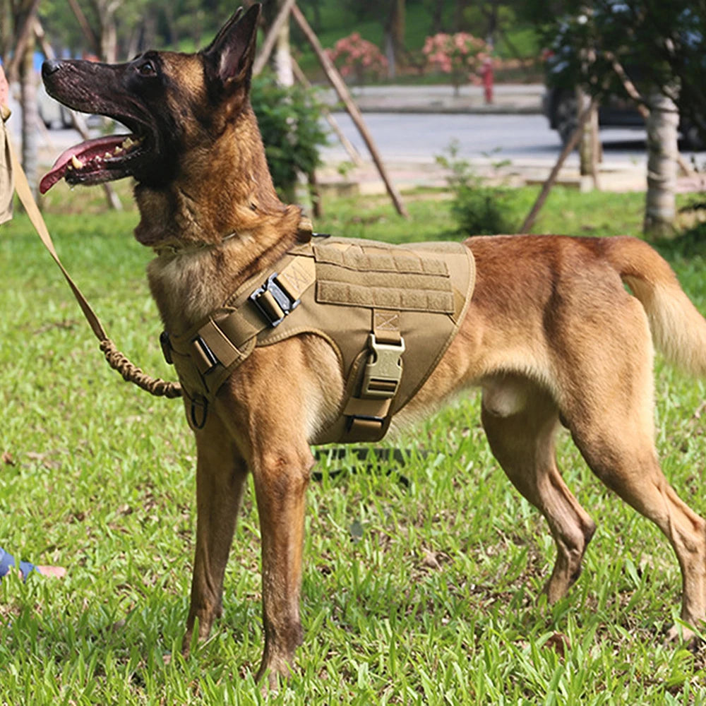 Large Dog Harness and Leash Set with Collar - feature view