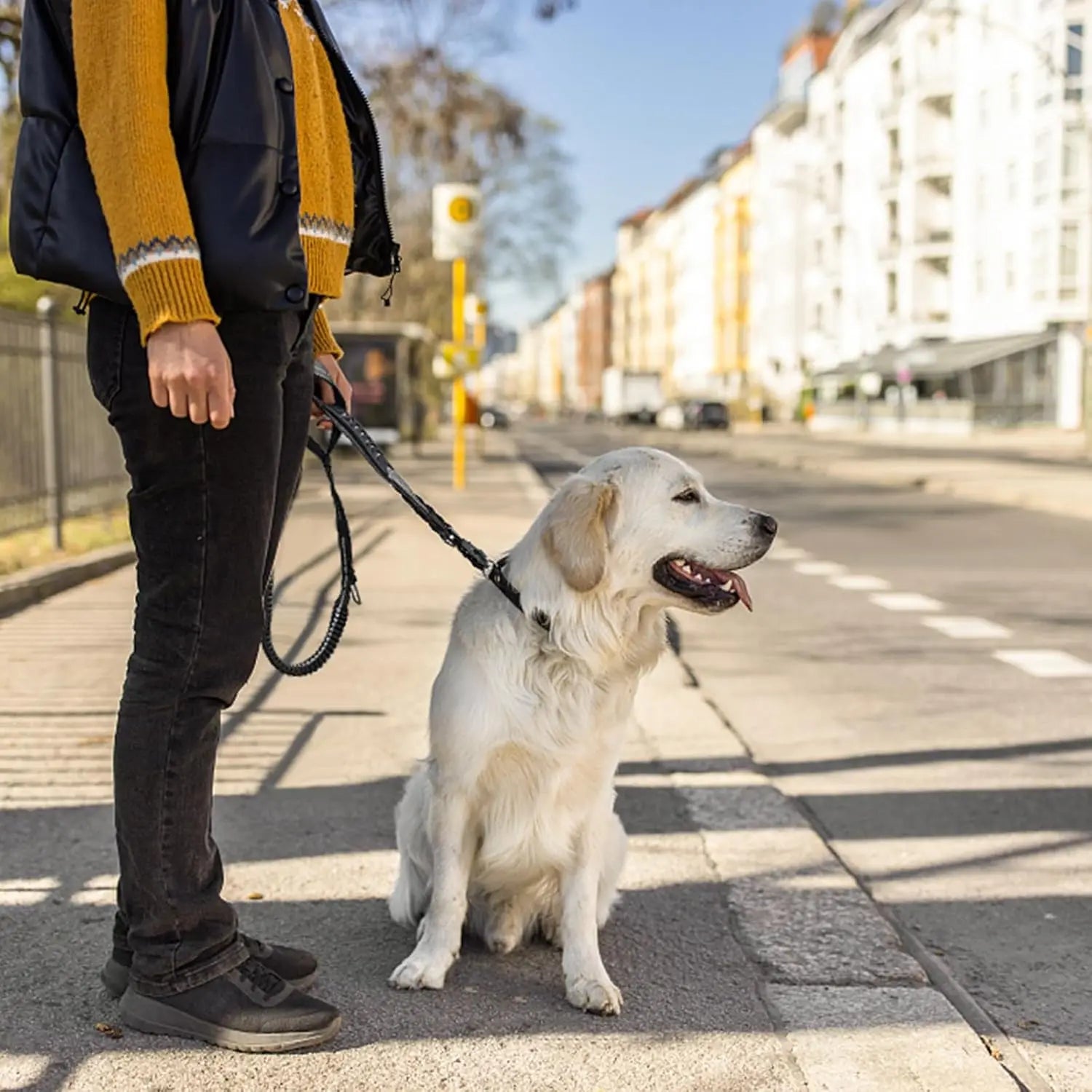 Shock-Absorbing Dog Leash with Car Seatbelt Attachment - alternate angle