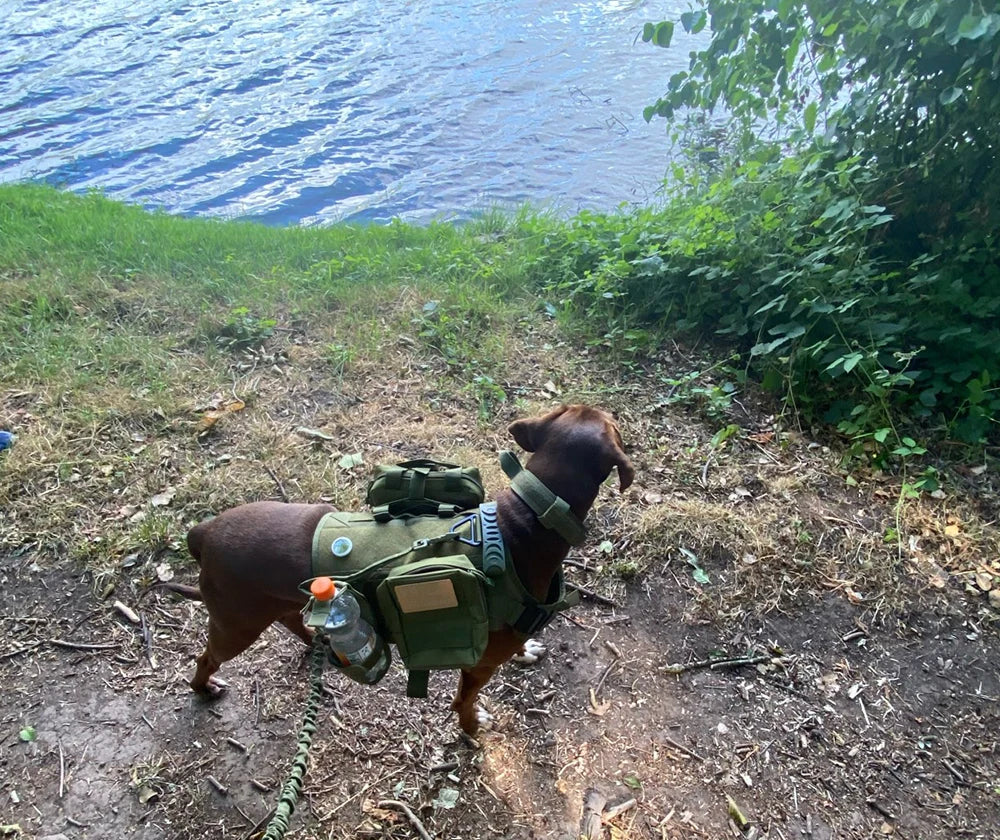 Tactical Military Dog Harness Set with Patches - feature view