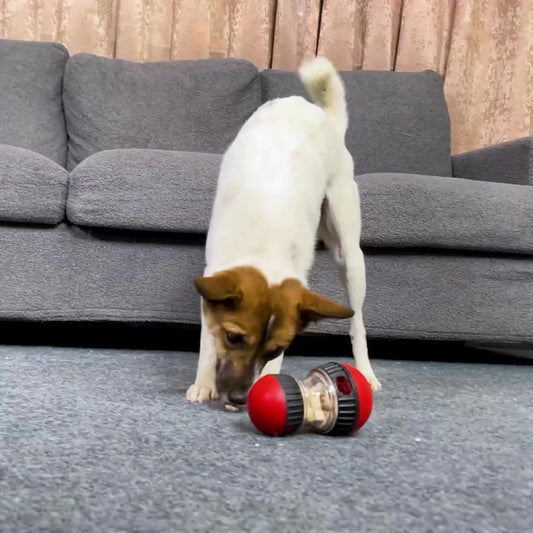 IQ Slow Feeder Ball for Dogs and Cats