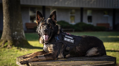 Large Dog Harness and Leash Set with Collar - from above