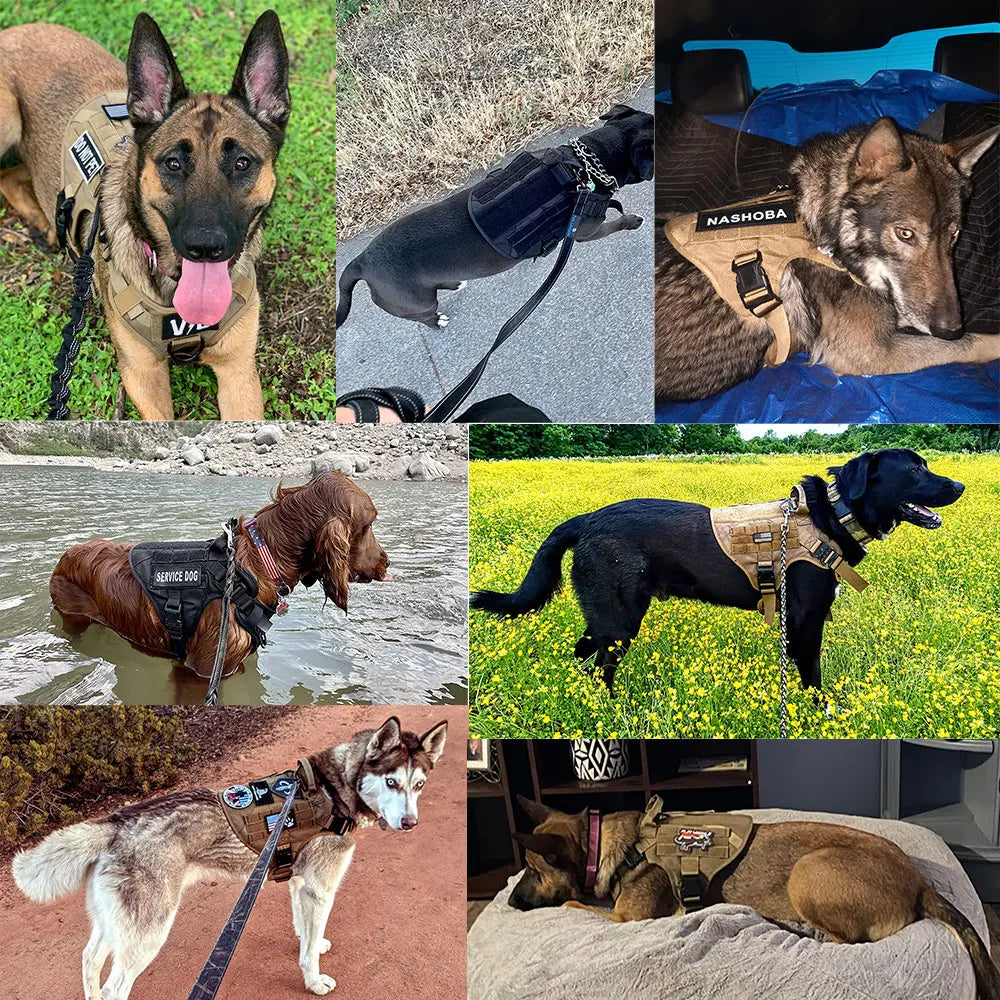 Large Dog Harness and Leash Set with Collar - lifestyle