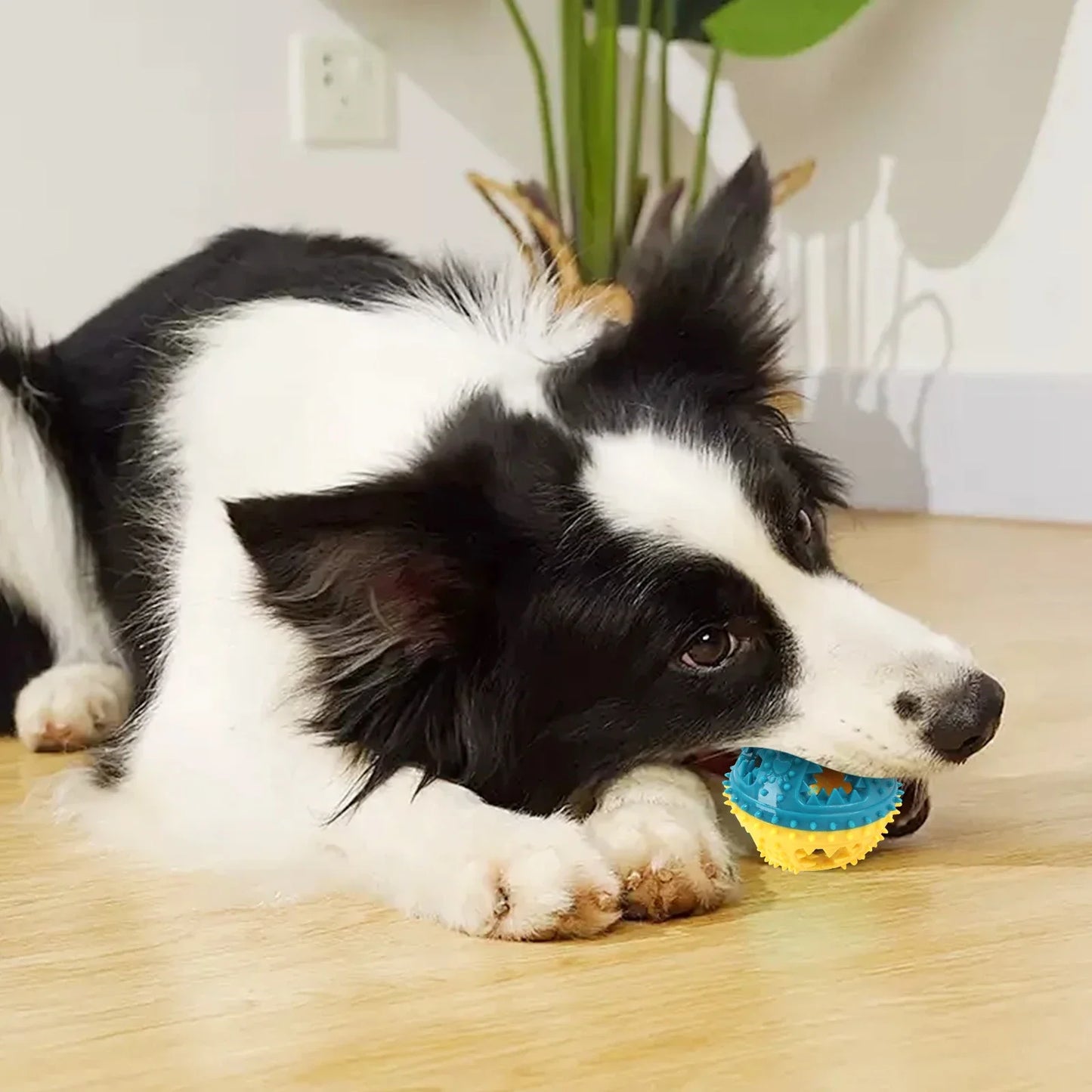 Treat-Dispensing Sound Ball for Dog Chewing - from above